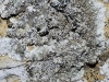 Lecanora muralis