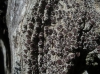 Lecanora sp.