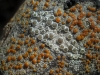 Lecanora sp. y Caloplaca sp.