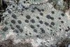 Lecidella euphorea Lecidella euphorea