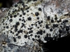 Lecidella cf. elaeochroma Lecidella cf. elaeochroma