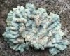 Lepraria crassissima Lepraria crassissima