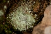 Lepraria incana (L.) Ach