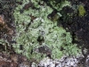 Lepraria lobificans Nyl. Lepraria lobificans Nyl.