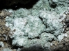 Lepraria sl. Lepraria sl.