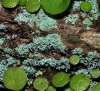 Leprocaulon microscopicum (Will.) D. Hawksw.