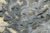 Leptogium cyanescens (Rabenh.) Krb.