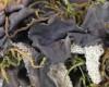 Leptogium furfuraceum Leptogium furfuraceum