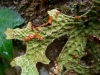 Lobaria pulmonaria Lobaria pulmonaria