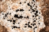 Megaspora verrucosa Megaspora verrucosa