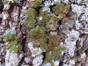 Melanelixia glabra