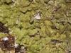 Melanelixia subaurifera Melanelixia subaurifera