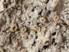 Ochrolechia androgyna Ochrolechia androgyna