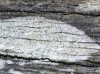 Ochrolechia arborea Ochrolechia arborea