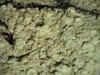Ochrolechia dalmatica Ochrolechia dalmatica