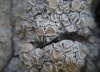 Ochrolechia pallescens (L.) A.Massal.