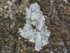 Ochrolechia subviridis (Heg) Erichsen