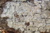 Ochrolechia szatalaensis Verseghy Ochrolechia szatalaensis Verseghy