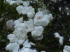 Ochrolechia turneri Ochrolechia turneri