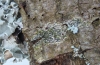 Opegrapha atra Opegrapha atra