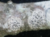 Opegrapha vulgata (Ach.) Ach.