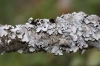 Parmelia saxatilis Parmelia saxatilis