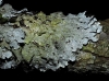 Parmelia aff. sulcata Parmelia aff. sulcata