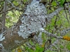 Parmelina quercina (Willd.) Hale