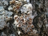 Parmelina quercina (Willd.) Hale