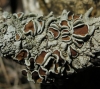 Parmelina quercina (Willd.) Vainio