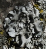Parmelina sp. Parmelina sp.
