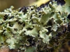 Parmotrema perlatum Parmotrema perlatum
