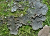 Peltigera canina (L.) Willd.