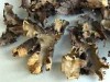 Peltigera elisabethae