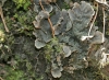 Peltigera membranacea (Ach.) Nyl.