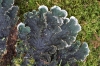 Peltigera praetextata