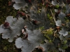 Peltigera rufescens (Weiss) Humb.