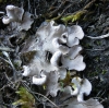 Peltigera sp. Peltigera sp.