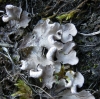 Peltigera sp.