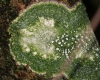 Pertusaria albescens Pertusaria albescens
