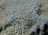 Pertusaria amara (Ach.) Nyl f. amara