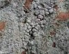 Pertusaria aspergilla