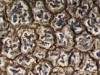 Pertusaria chiodectonoides Pertusaria chiodectonoides