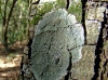 Pertusaria coccodes (Ach.) Nyl.