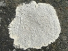 Pertusaria hemisphaerica ? Pertusaria hemisphaerica ?