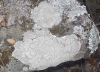 Pertusaria lactea (L.) Arnold