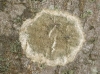Pertusaria leioplaca DC. Pertusaria leioplaca DC.