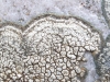 Pertusaria pseudocorallina (Lilj.) Arnold