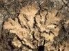 Phaeophyscia cernohorskyi Phaeophyscia cernohorskyi