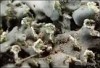 Phaeophyscia chloantha Phaeophyscia chloantha